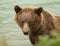 Alaska Brown Bear closeup