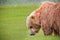 Alaska Brown Bear Green Grass Meadow