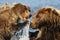 Alaska Brown Bear Mother and Cub Fighting