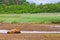 Alaska Brown Bear Sleeping in River Bed