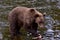 An Alaska Brown Bear Ursus arctos eating salmon