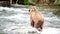 Alaska Brown Bear - Ursus arctos gyas