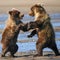 Alaska Brown Grizzly Bear Cubs Fighting