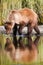 Alaska Brown Grizzly Bear Drinking Water Reflection