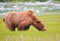 Alaska Brown Grizzly Bear Eating Grass