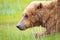 Alaska Brown Grizzly Bear in Katmai