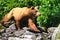 Alaska Brown Grizzly Bear On the Move