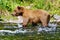 Alaska Brown Grizzly Bear Salmon Splashing