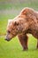 Alaska Brown Grizzly Bear Shoulder Hump