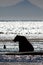 Alaska Brown Grizzly Bear Silhouette Cook Inlet Lake Clark