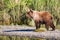 Alaska Brown Grizzly Bear Silver Salmon Creek