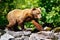 Alaska Brown Grizzly Bear Walking