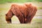 Alaska Brown Grizzly Standing and Eating