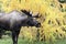 Alaska Bull Moose