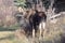 Alaska Bull Moose