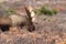 Alaska Bull Moose