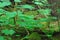 Alaska- Close Up Beautiful Rainforest Leaves, Moss and Trees