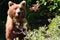 Alaska Curious Brown Grizzly Bear