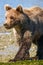 Alaska Cute Baby Brown Grizzly Bear Cub Walking