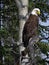 Alaska - Denali National Park Eagle in a Tree