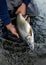 Alaska Dolly Varden