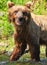 Alaska - Funny Face Brown Grizzly Bear