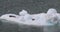 Alaska glacier bay harbor seals on iceberg floating nearby glaciers