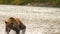 An Alaska Grizzly Bear approaches and passes very close to me in the McNeil River of Alaska