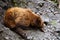 Alaska, grizzly bear asleep on the shore