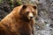 Alaska, grizzly bear asleep on the shore