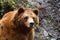 Alaska, grizzly bear in close-up