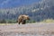 Alaska Grizzly Bear with mountains in the background