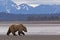 Alaska grizzly brown bear walking wildlife mountains