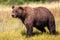 Alaska Huge Brown Grizzly Bear in Golden Meadow