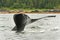 Alaska Humpback Tail Fluke Water Spray