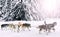 Alaska husky sled dogs in action in a snowy arctic forest during winter