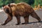 Alaska Lake Clark National Park Brown Bear Walking