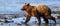 Alaska Lake Clark Young Brown Grizzly Bear Walking