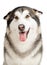 Alaska Malamute dog