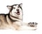 Alaska Malamute dog with bowl