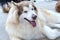 Alaska Malamute dog portrait in domesticated pet