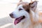 Alaska Malamute dog portrait in domesticated pet