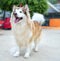 Alaska Malamute dog portrait in domesticated pet