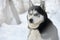 Alaska Malamute dog in winter time close up