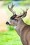 Alaska male sitka black-tailed deer close up portrait