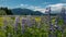 Alaska meadow and mountains