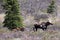 Alaska Moose and Babies in Denali National Park