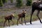 Alaska Moose Babies in Denali National Park