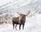 Alaska moose on the snowy hillside