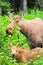 Alaska Moose and Young Calf Feeding